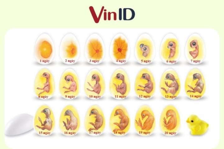 Quá trình phôi gà phát triển trong trứng ấp dở