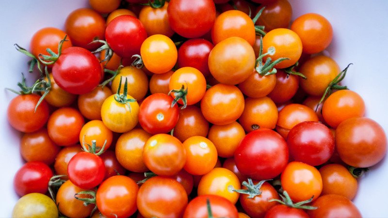 Quy trình chăm sóc cây cà chua bi, bao gồm kỹ thuật tưới nước đúng cách