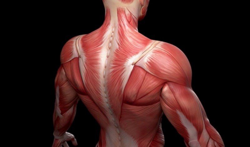 Rau câu cung cấp protein hỗ trợ xây dựng và phục hồi mô cơ thể