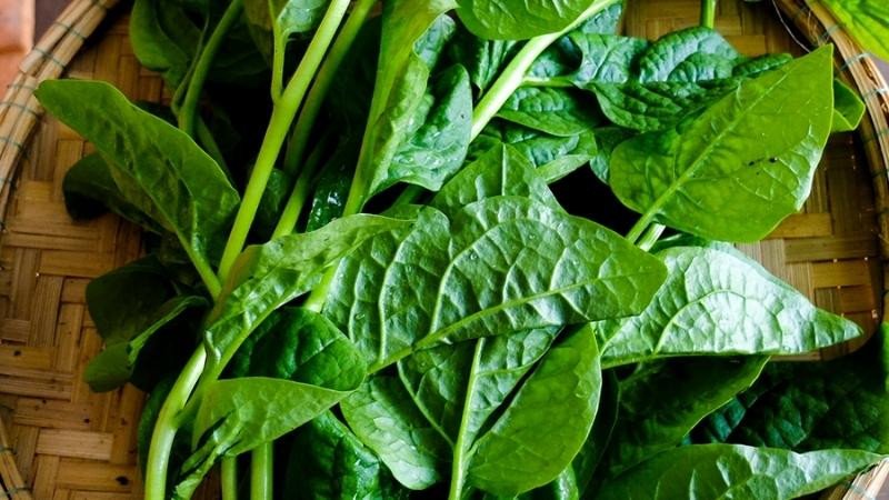 Rau mồng tơi hỗ trợ giảm cân