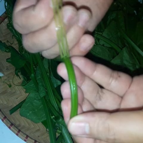Sơ chế rau su su bằng cách tước bỏ phần vỏ xơ
