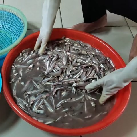 sơ chế và làm sạch cá cơm tươi