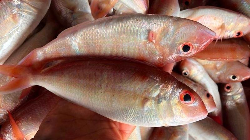 Tác dụng của cá hường đối với sức khỏe tim mạch