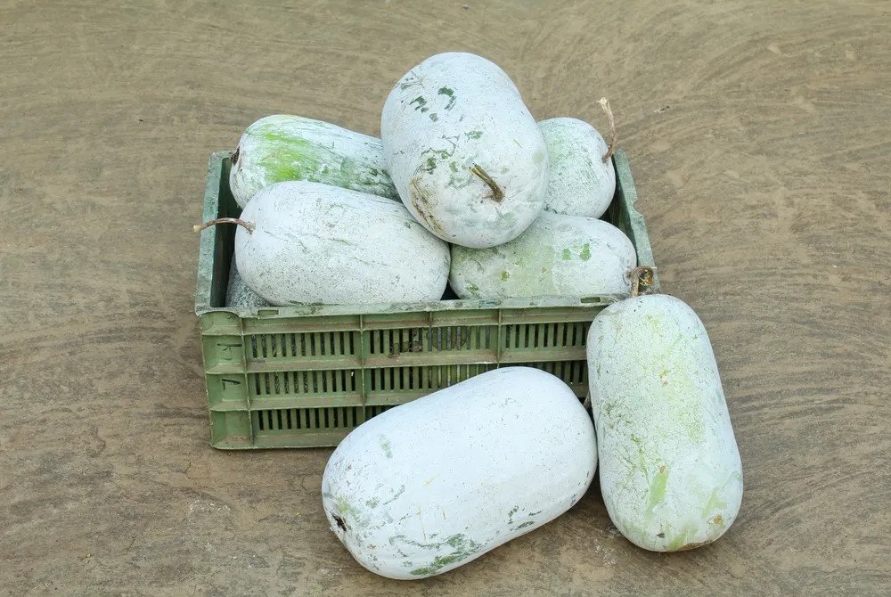 Trà bí đao thơm ngon mát lạnh